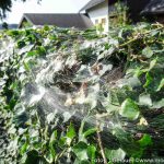 Altweibersommer (3 von 7)