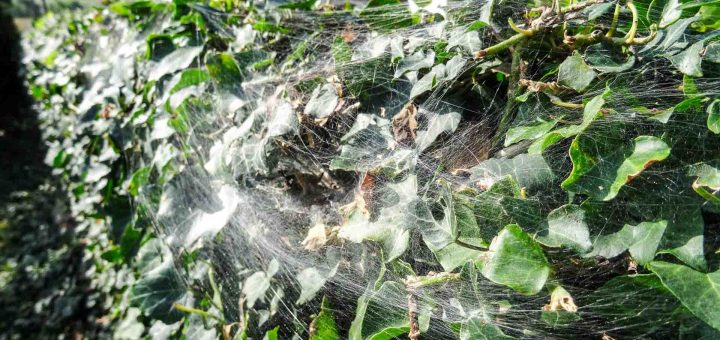 Altweibersommer (3 von 7)