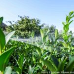 Altweibersommer (4 von 7)