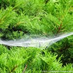 Altweibersommer (5 von 7)