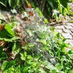 Altweibersommer (6 von 7)