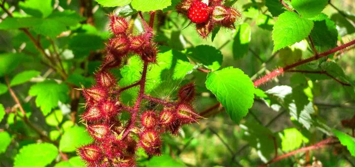 Japanische Weinbeere (1 von 2)