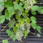 Herbst Impressionen (11 von 18)