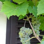 Herbst Impressionen (12 von 18)