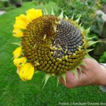 Herbst Impressionen (13 von 18)