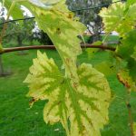 Herbst Impressionen (14 von 18)