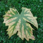 Herbst Impressionen (15 von 18)