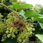 Herbst Impressionen (16 von 18)