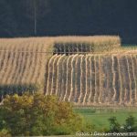 Herbst Impressionen (17 von 18)