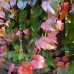 Herbst Impressionen (6 von 18)