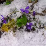 Schneeblume (1 von 1)