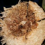 Schulgarten und Pergola (2 von 3)