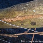 Schulgarten und Pergola (3 von 3)