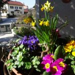 April 01 Gerauer Blühen (1 von 1)