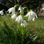 April 01 Gerauer Blühen (1 von 2)