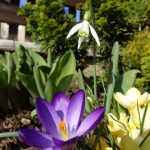 April 01 Gerauer Blühen (2 von 2)