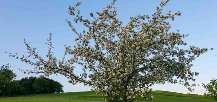 Baumblüte Moosdorf (1 von 1)