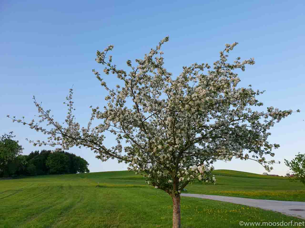 Baumblüte Moosdorf (1 von 1)