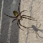 Insekten Fest (1 von 12)