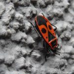 Insekten Fest (10 von 12)