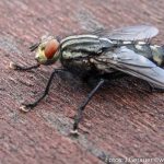 Insekten Fest (11 von 12)