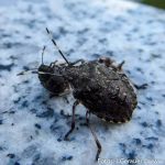 SAMSUNG CAMERA PICTURES