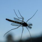 Insekten Fest (5 von 12)