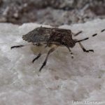 Insekten Fest (7 von 12)