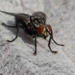 Insekten Fest (8 von 12)