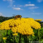 Insekten Fest (9 von 12)