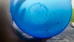 Zecken - bis zu 70 Stück fand Helmut Peterlechner beim Experiment