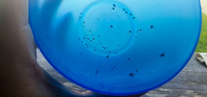 Zeckentest (3 von 3)