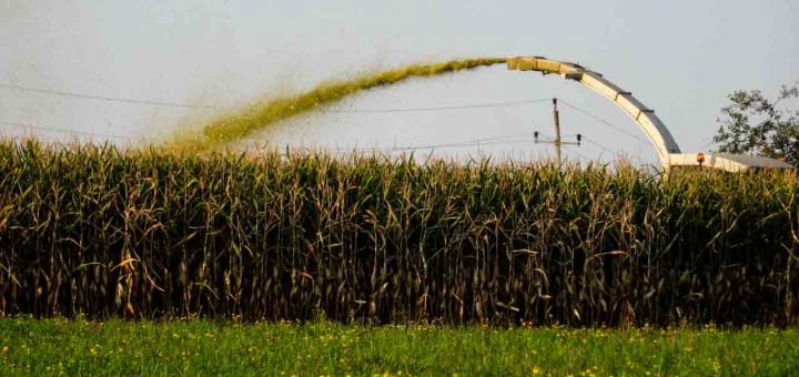 Kukuruz Mais Ernte (1 von 10)