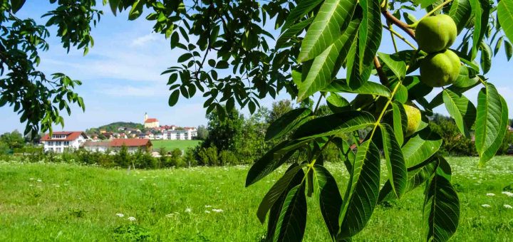 Obst Reichtum (9 von 10)