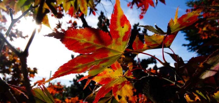 Herbst Clorophyll (4 von 9)