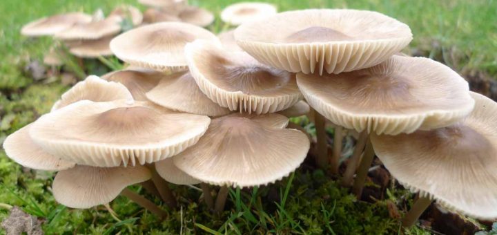 Herbstimpressionen Hanne 02 (5 von 6)