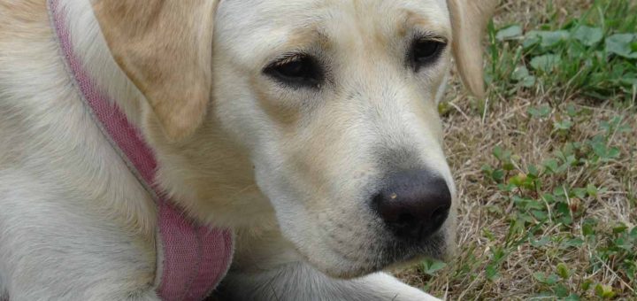 Begleithund (4 von 10)