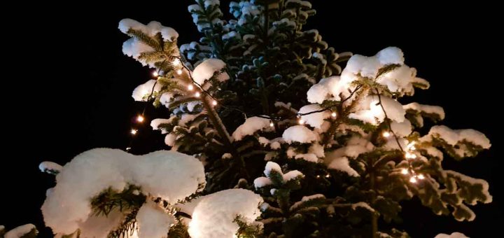Weihnachtsbaum Gemeinde Moosdorf (1 von 1)