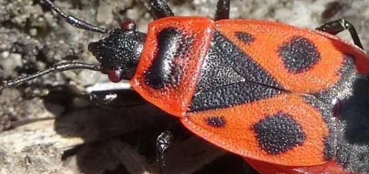 Feuerwanze (4 von 9)