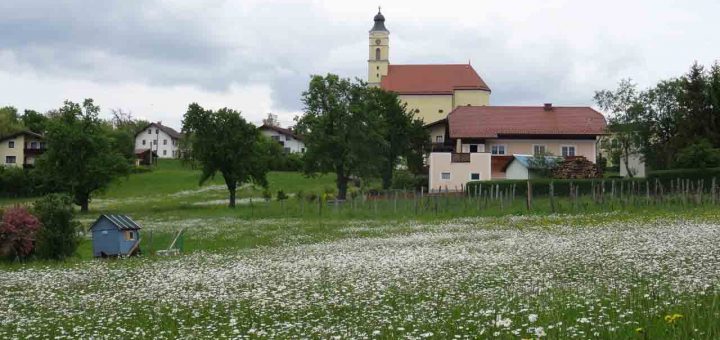 Margeriten (9 von 19)