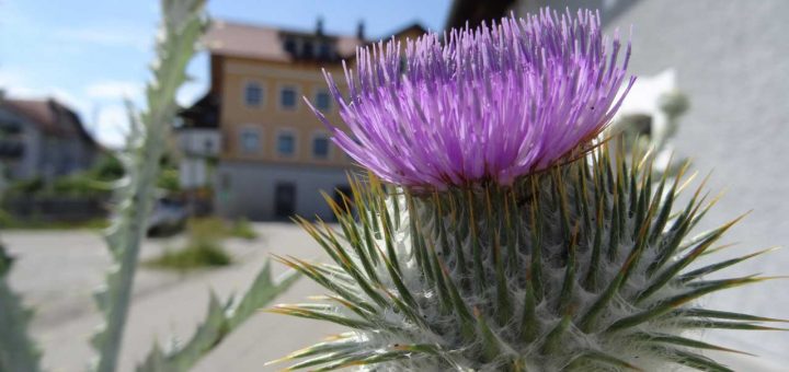 Distel (6 von 9)
