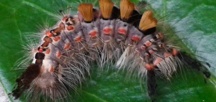 Bürstenspinner (1 von 4)