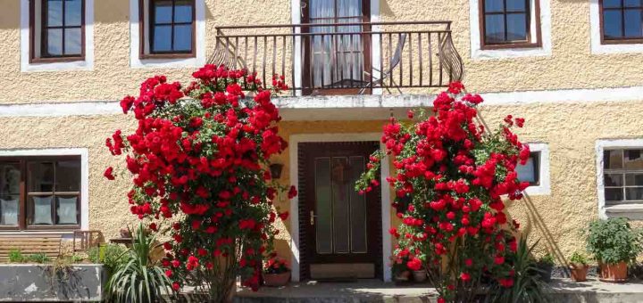 Rosen Moosdorf (14 von 20)