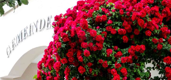 Rosen Moosdorf (8 von 20)