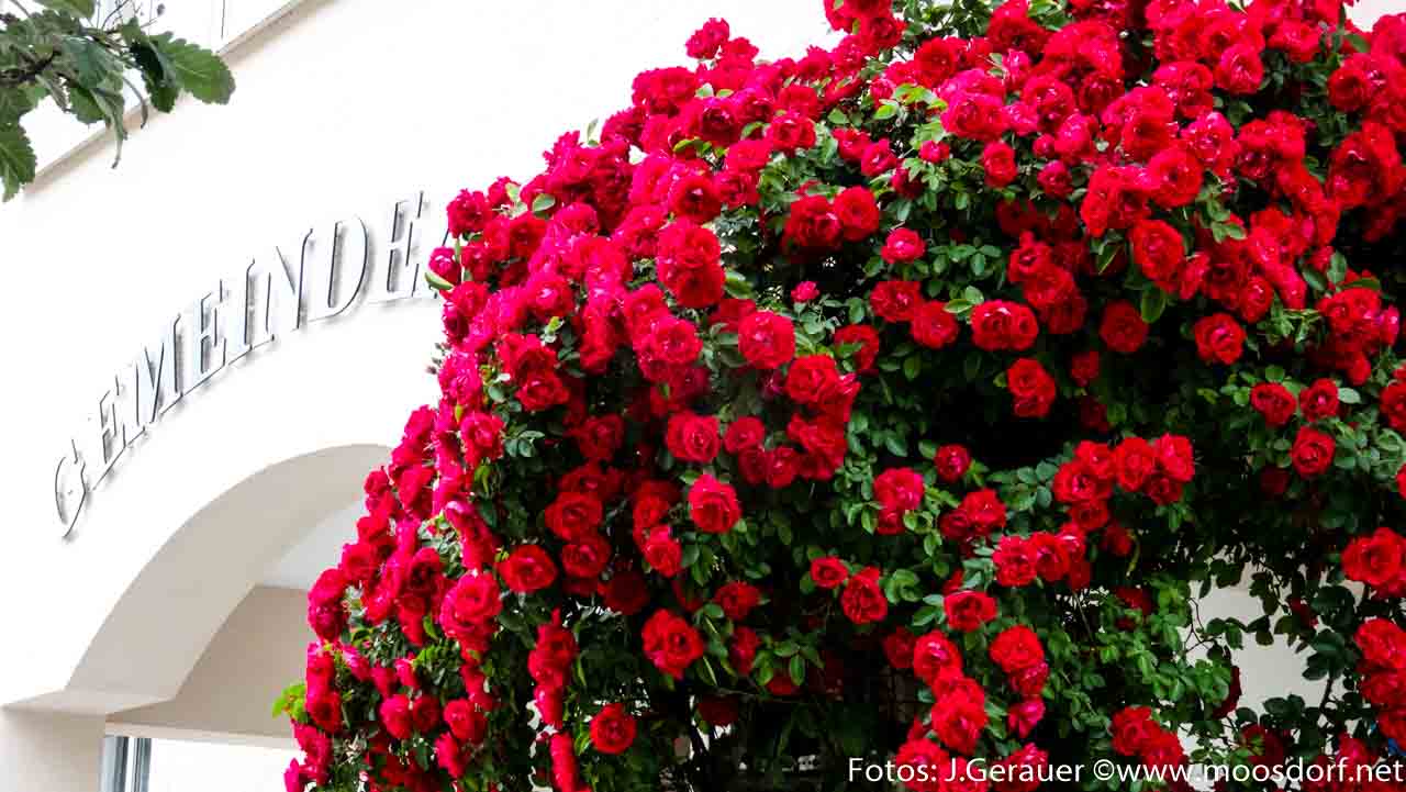 Rosen Moosdorf (8 von 20)