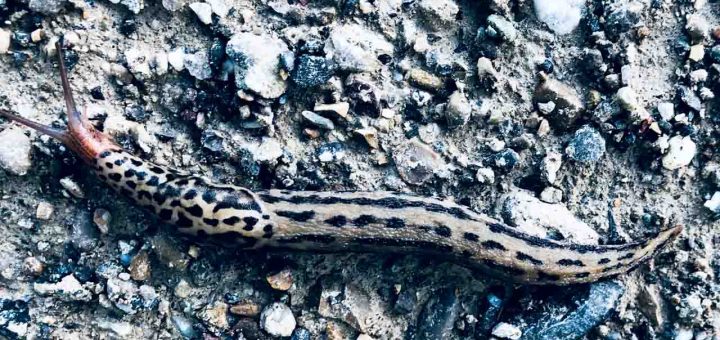 Tigerschnecke Schweiz (1 von 1)