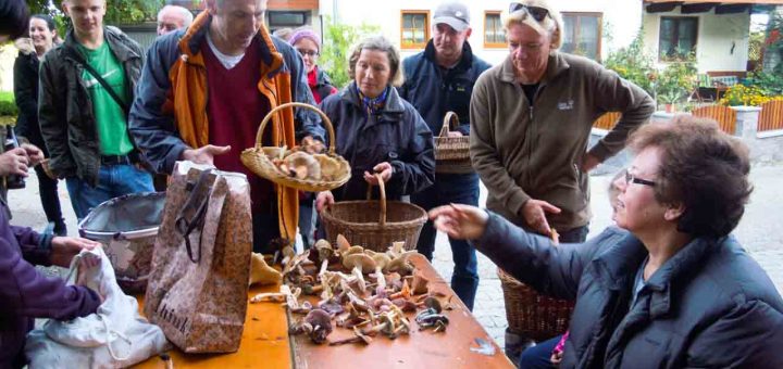 Pilze sammeln Alfred Schwarz (1 von 1)