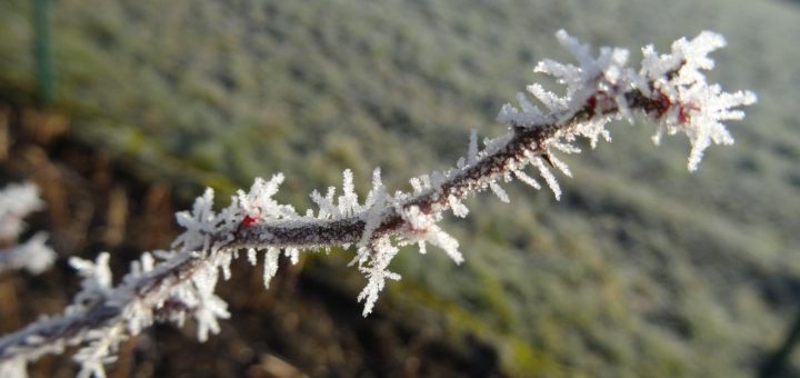 Winterweiß (5 von 13)