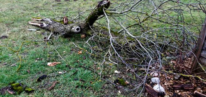 Sturmschaden Sabine (1 von 1)