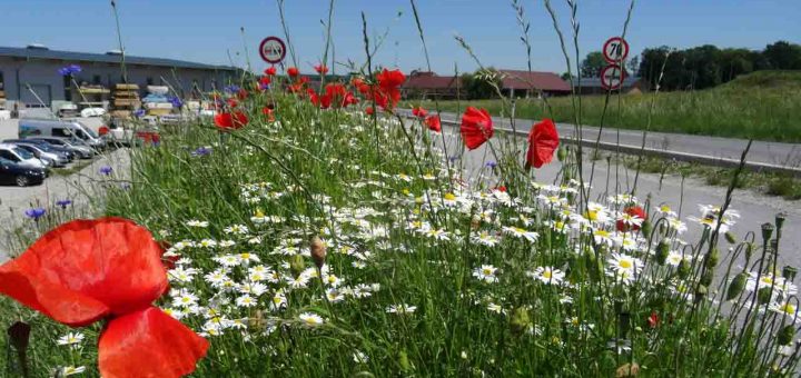 Mohn Moosdorf (2 von 4)